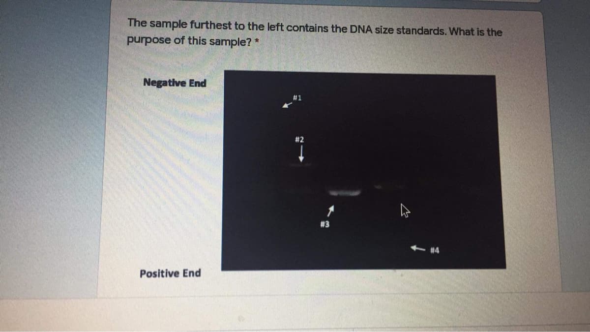 The sample furthest to the left contains the DNA size standards. What is the
purpose of this sample? *
Negative End
+ #4
Positive End
