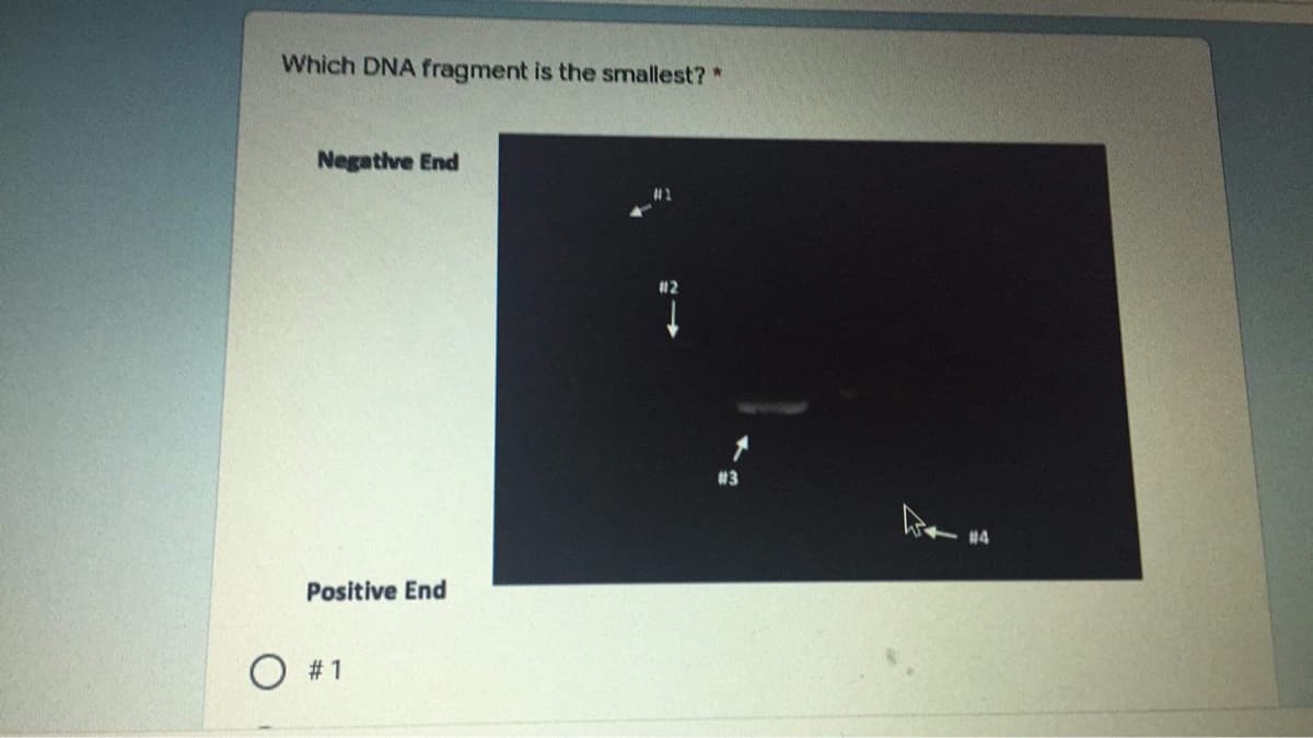 Which DNA fragment is the smallest? *
Negative End
#4
Positive End
# 1
