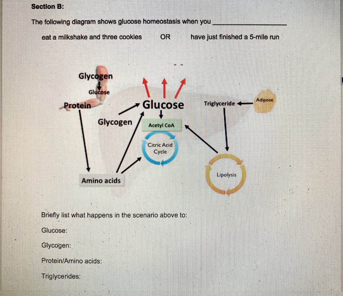 Section B:
The following diagram shows glucose homeostasis when you
eat a milkshake and three cookies
OR
have just finished a 5-mile run
Glycogen
Glucose
Adipose
Protein
Glucose
Triglyceride
Glycogen
Acetyl CoA
Citric Acid
Cycle
Lipolysis
Amino acids
Briefly list what happens in the scenario above to:
Glucose:
Glycogen:
Protein/Amino acids:
Triglycerides:
