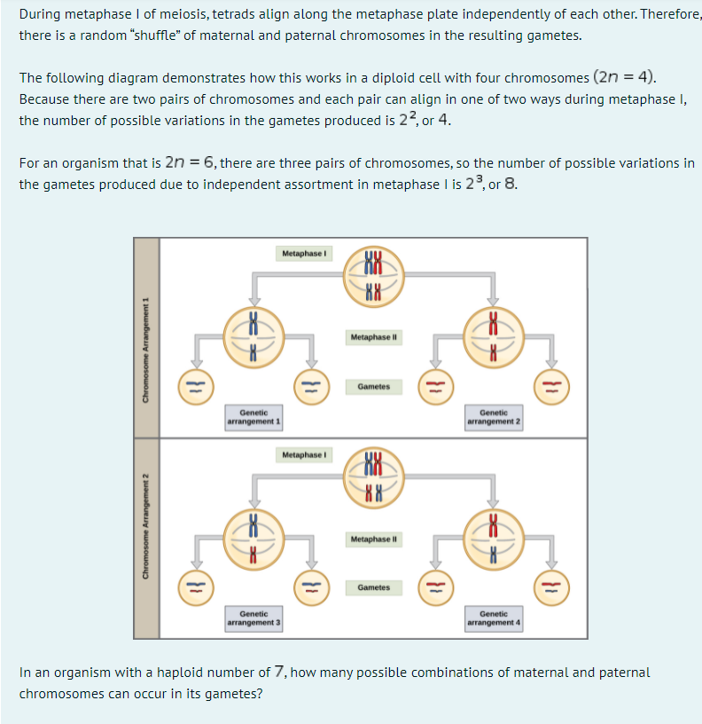 During metaphase I of meiosis, tetrads align along the metaphase plate independently of each other. Therefore,
there is a random "shuffle" of maternal and paternal chromosomes in the resulting gametes.
The following diagram demonstrates how this works in a diploid cell with four chromosomes (2n = 4).
Because there are two pairs of chromosomes and each pair can align in one of two ways during metaphase I,
the number of possible variations in the gametes produced is 2?, or 4.
For an organism that is 2n = 6, there are three pairs of chromosomes, so the number of possible variations in
the gametes produced due to independent assortment in metaphase I is 23, or 8.
Metaphase I
Metaphase II
Gametes
Genetic
arrangement 1
Genetic
arrangement 2
Metaphase
Metaphase I|
Gametes
Genetic
Genetic
arrangement 3
arrangement 4
In an organism with a haploid number of 7, how many possible combinations of maternal and paternal
chromosomes can occur in its gametes?
Chromosome Arrangement 2
Chromosome Arrangement 1
