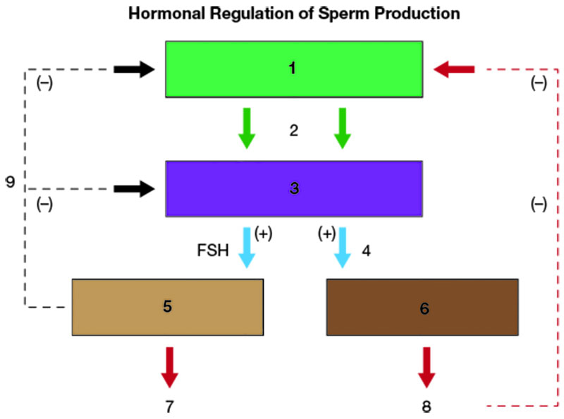 Hormonal Regulation of Sperm Production
() i
2
--
(-)
|(+)
FSH
(+)
4
7
8
