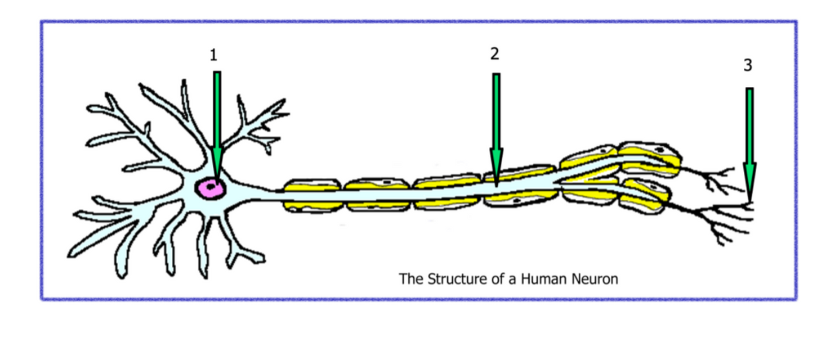 1
2
The Structure of a Human Neuron
