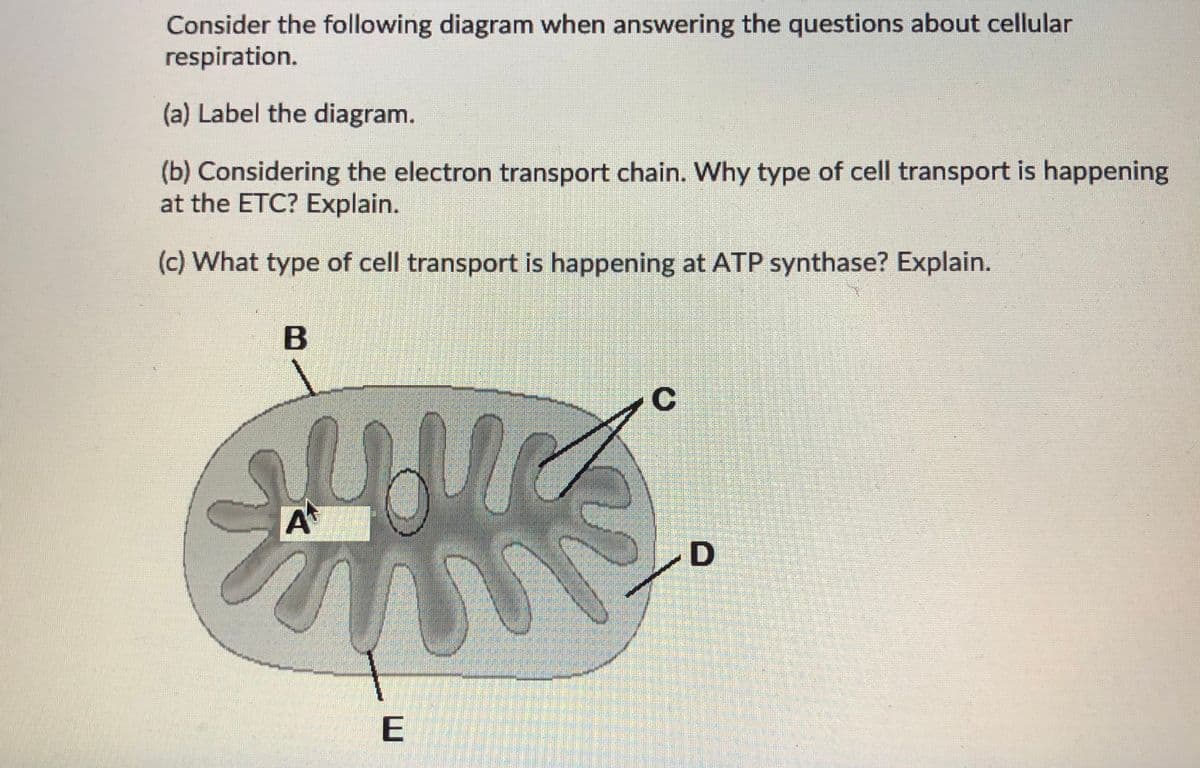 Consider the following diagram when answering the questions about cellular
respiration.
(a) Label the diagram.
(b) Considering the electron transport chain. Why type of cell transport is happening
at the ETC? Explain.
(c) What type of cell transport is happening at ATP synthase? Explain.
B
A
D
E
