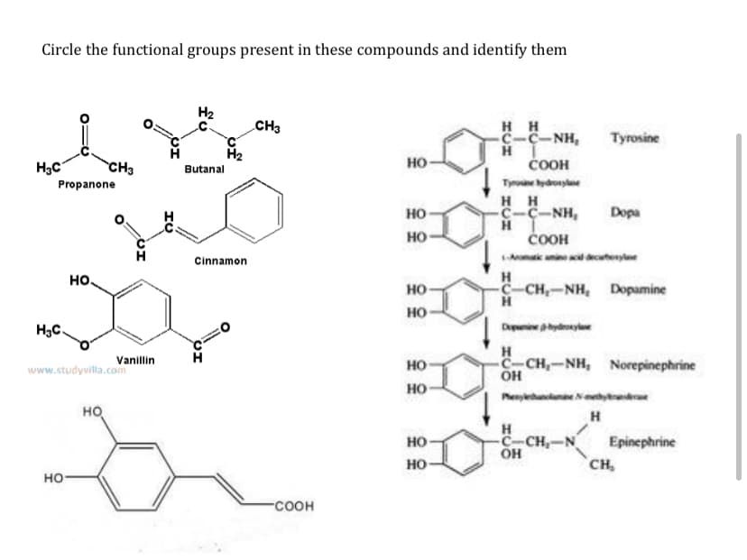 Circle the functional groups present in these compounds and identify them
H2
H H
-C-C-NH,
CH3
Tyrosine
H3C
CH3
но-
ČOOH
Butanal
Propanone
Tyne ydronyle
HH
C-C-NH,
но
Dopa
но-
ČOOH
Amk unined decutenyle
Cinnamon
но.
H
но-
C-CH-NH, Dopamine
но
H3C.
Dpunieydrnya
Vanillin
www.studyvilla.com
H
C-CH,-NH, Norepinephrine
он
но-
но
Phenyununa Nthyrr
HO
H
H
c-CH,-N
он
Epinephrine
CH,
но-
но-
но-
-соон
CI
