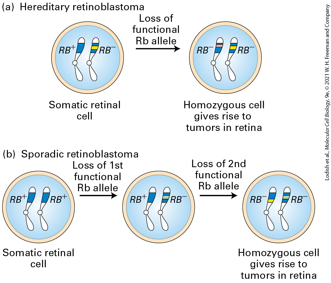 (a) Hereditary retinoblastoma
Loss of
functional
Rb allele
RB
RB
RB
RB
Somatic retinal
cell
Homozygous cell
gives rise to
tumors in retina
(b) Sporadic retinoblastoma
Loss of 1st
Loss of 2nd
functional
Rb allele
functional
Rb allele
RB
RB+
RB
RB
RB
RB
Homozygous cell
gives rise to
tumors in retina
Somatic retinal
cell
Lodish et al., Molecular Cell Biology, 9e, © 2021 W. H. Freeman and Company
