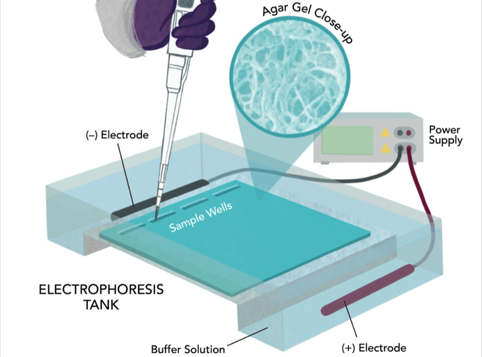 Close-up
Gel
Agar
Power
Supply
(-) Electrode
Sample Wells
ELECTROPHORESIS
TANK
(+) Electrode
Buffer Solution
