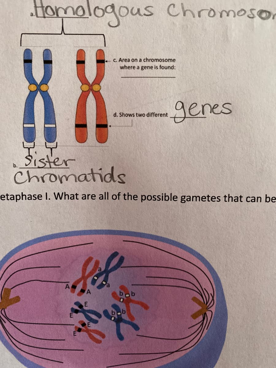 .ttomalogous chromoso,
C. Area on a chromosome
where a gene is found:
genes
d. Shows two different
sister
Chromatids
b.
etaphase I. What are all of the possible gametes that can be
-b

