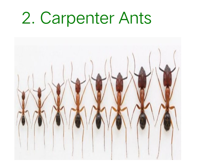 2. Carpenter Ants
