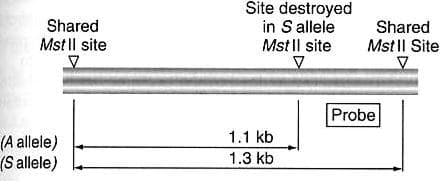 Shared
Mst |l site
Site destroyed
in S allele
Mst |l site
Shared
Mst || Site
Probe
1.1 kb
(A allele)
(S allele)
1.3 kb
