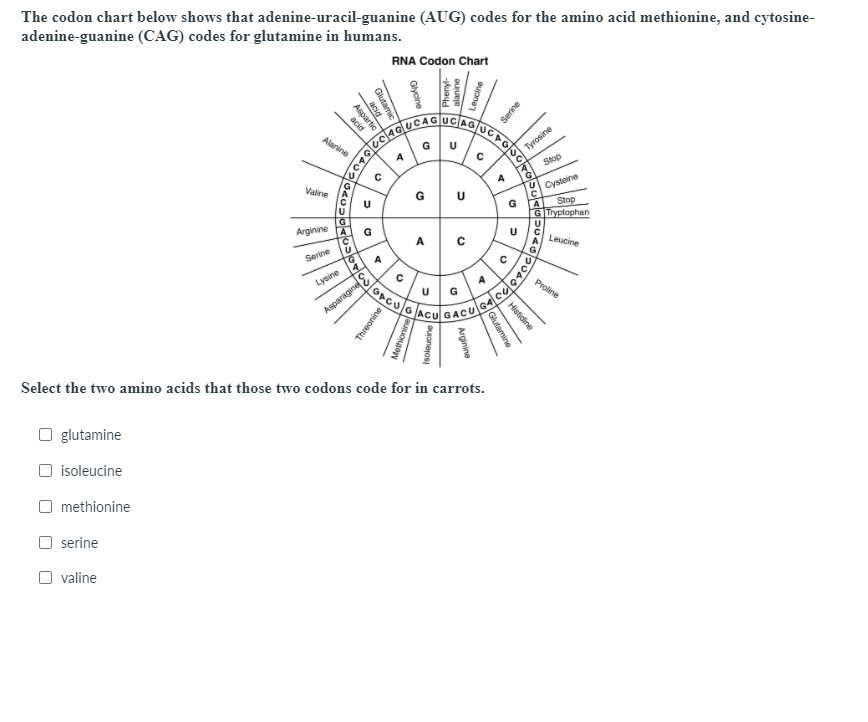 The codon chart below shows that adenine-uracil-guanine (AUG) codes for the amino acid methionine, and cytosine-
adenine-guanine (CAG) codes for glutamine in humans.
RNA Codon Chart
UCAGUGA
Alanine
Tyrosine
Stop
Cystoine
Stop
Valine
G
U
A
GTryptophan
Arginine
A
Leucine
Serine
Lysine
Proline
Asparagine
ACU
lGACU
Select the two amino acids that those two codons code for in carrots.
O glutamine
O isoleucine
methionine
serine
O valine
oupne
Glycine
Phenyl-
acid
Asparti
oartic
acid
Histidine
Glutamine
Arginine
uauonejos
Methionine
Threonine
