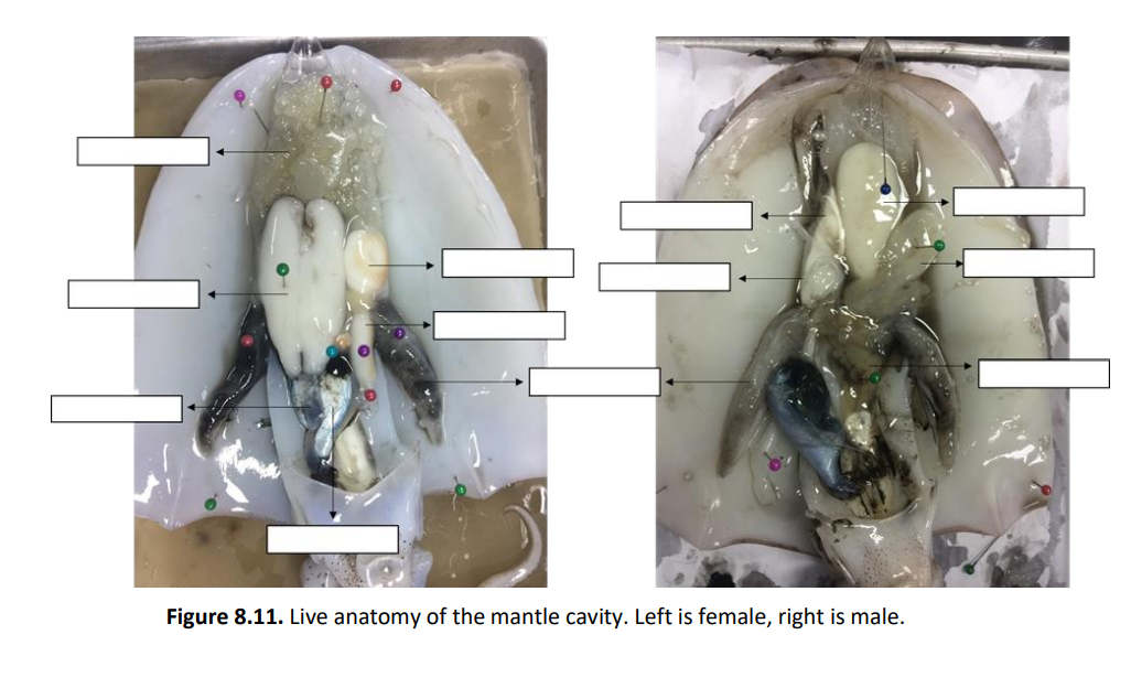 Figure 8.11. Live anatomy of the mantle cavity. Left is female, right is male.
