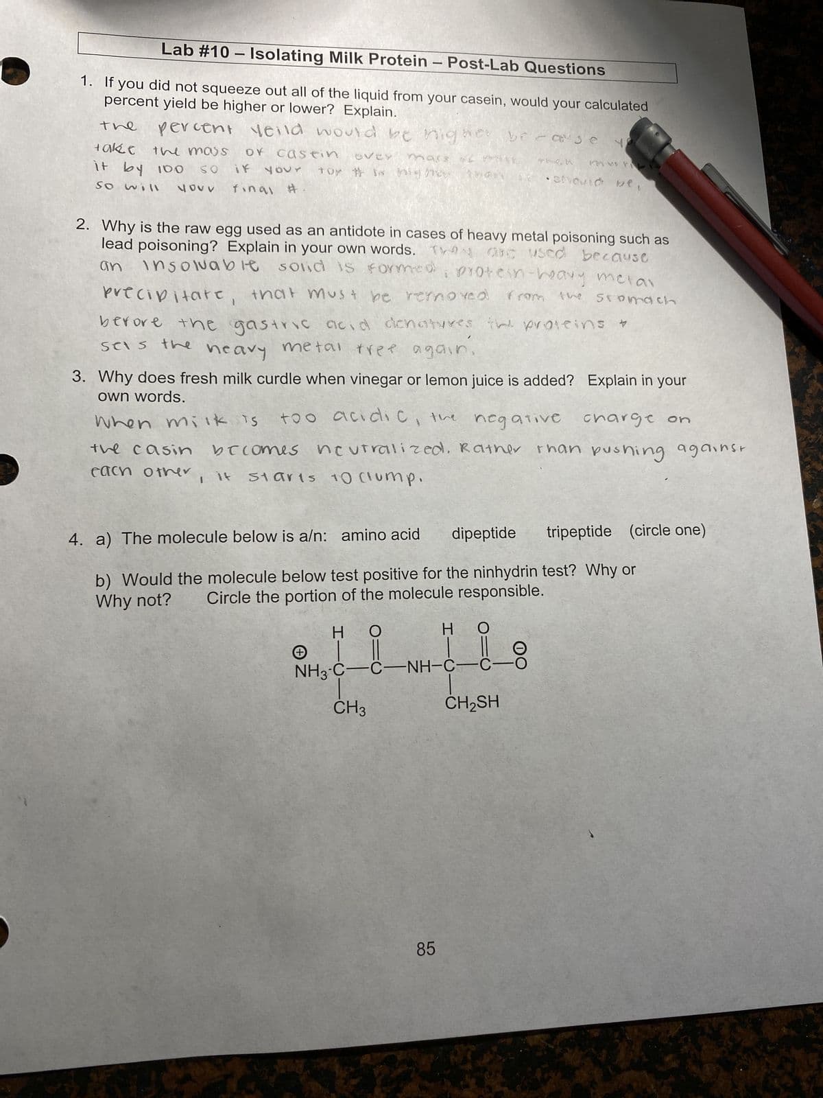 Lab #10 - Isolating Milk Protein - Post-Lab Questions
percent yield be higher or lower? Explain.
1. If you did not squeeze out all of the liquid from your casein, would your calculated
percent
Yeild would be higher
the mass
the
take
it by 100
So will
your
Of castin
the casin
each other
your
final #
1 lt
2. Why is the raw egg used as an antidote in cases of heavy metal poisoning such as
lead poisoning? Explain in your own words. They are used because
insolvable sold is formed
protein-heavy metal
precipitate, that must be removed
an
from
the stomach
before the gastric acid denatures the proteins
metal tree again.
sets the
OVEY mass of book 4444 Mvi fil-
toy # is big mo
than it should be,
heavy
3. Why does fresh milk curdle when vinegar or lemon juice is added? Explain in your
own words.
When milk is
too acidic, the negative charge on
becomes neutralized. Rather than pushing against
Starts 10 clump.
H
1
be ease
yo
4. a) The molecule below is a/n: amino acid dipeptide tripeptide (circle one)
b) Would the molecule below test positive for the ninhydrin test? Why or
Why not?
Circle the portion of the molecule responsible.
O
NH3-C-C-NH-C-C
CH3
Η Ο
85
*
CH₂SH