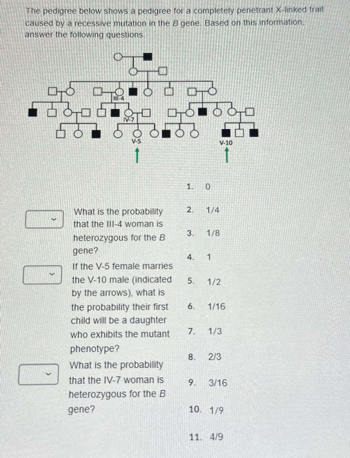 The pedigree below shows a pedigree for a completely penetrant X-linked trait
caused by a recessive mutation in the B gene. Based on this information,
answer the following questions.
0
25
V-5
What is the probability
that the III-4 woman is
heterozygous for the B
gene?
If the V-5 female marries
the V-10 male (indicated
by the arrows), what is
the probability their first
child will be a daughter
who exhibits the mutant
phenotype?
What is the probability
that the IV-7 woman is
heterozygous for the B
gene?
1. 0
2. 1/4
3. 1/8
4. 1
V-10
1
5.
1/2
6. 1/16
7. 1/3
8. 2/3
9. 3/16
10. 1/9
11. 4/9
10