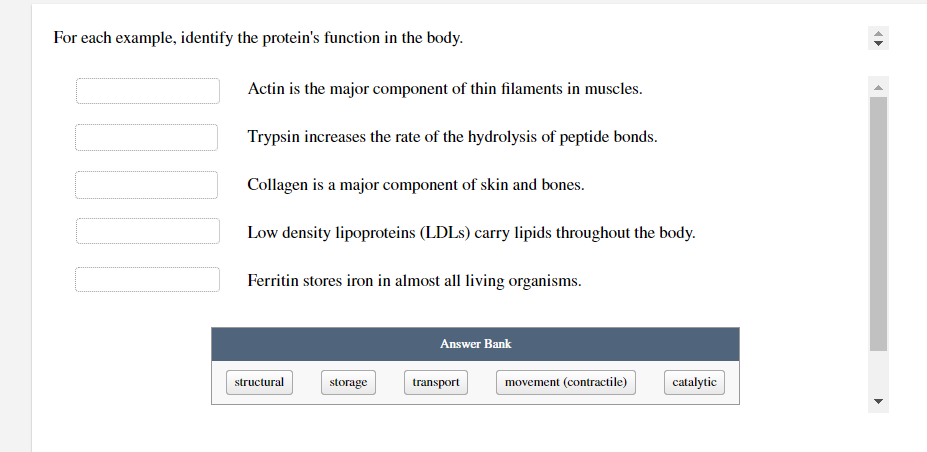 For each example, identify the protein's function in the body.
MI
Actin is the major component of thin filaments in muscles.
Trypsin increases the rate of the hydrolysis of peptide bonds.
Collagen is a major component of skin and bones.
Low density lipoproteins (LDLs) carry lipids throughout the body.
Ferritin stores iron in almost all living organisms.
structural
storage
Answer Bank
transport
movement (contractile)
catalytic