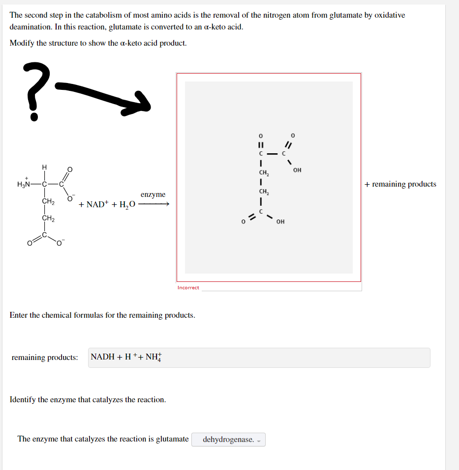 The second step in the catabolism of most amino acids is the removal of the nitrogen atom from glutamate by oxidative
deamination. In this reaction, glutamate is converted to an a-keto acid.
Modify the structure to show the a-keto acid product.
?-
||
с
I
CH₂
I
H₂N-
&
+ remaining products
enzyme
CH₂
I
CH₂
+ NAD+ + H₂O
CH₂
Incorrect
Enter the chemical formulas for the remaining products.
remaining products: NADH + H+ + NH
Identify the enzyme that catalyzes the reaction.
The enzyme that catalyzes the reaction is glutamate
dehydrogenase.
OH
OH