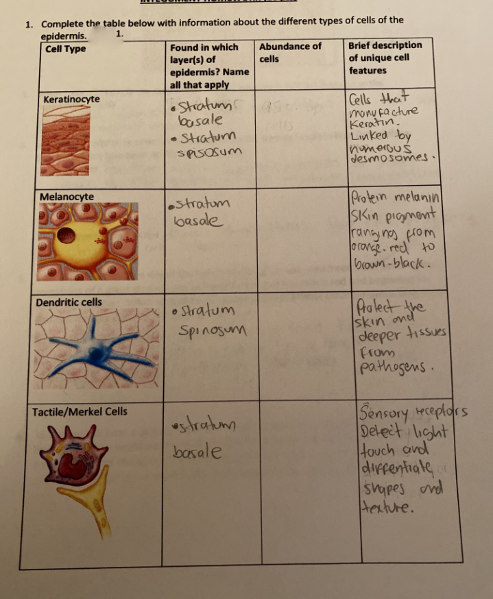 1. Complete the table below with information about the different types of cells of the
epidermis.
Cell Type
1.
Brief description
of unique cell
features
Found in which
Abundance of
layer(s) of
epidermis? Name
all that apply
cells
Keratinocyte
Stratum
basale
• Straturn
Cells that
mony facture
Keratin.
Linked by
numerous
desmosomes.
SPISOSUM
Melanocyte
Protein melanin
SKIN piogment
rangines prom
o rovge. red to
brown-black.
estratum
basale
Dendritic cells
• Stratum
Spinosum
Pralect the
skin ond
deeper tissues
From
pathogens.
Tactile/Merkel Cells
Sensory receplars
Delect light
Houch and
diffentiale
Sapes ond
Hexture.
ostratum
basale
