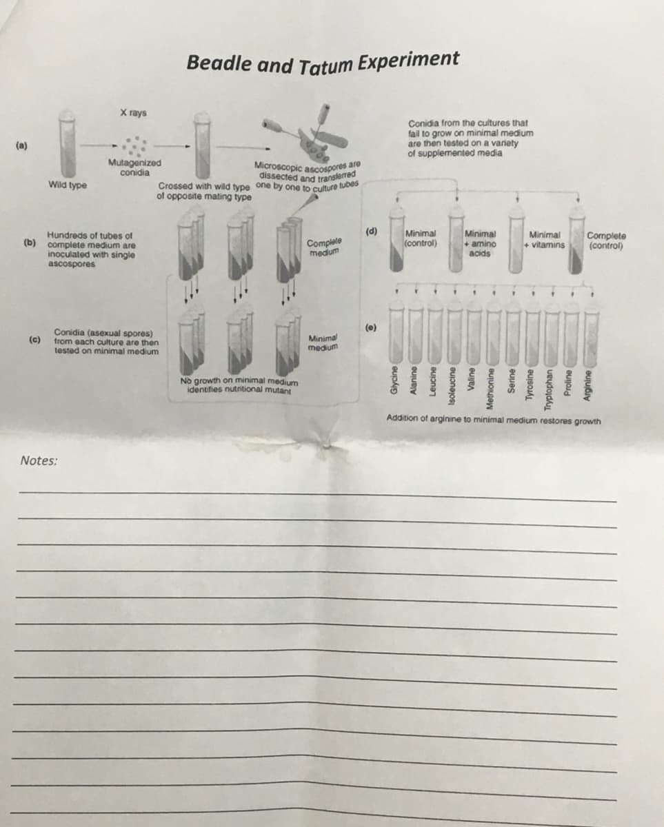 Beadle and Tatum Experiment
Х гаys
Conidia from the cultures that
fail to grow on minimal medium
are then tested on a variety
of supplemented media
(a)
Mutagenized
conidia
Microscopic ascospores are
dissected and translerred
Crossed with wild type one by one to culture tubes
Wild type
of opposite mating type
(d)
Hundreds of tubes of
(b) complete medium are
inoculated with single
ascospores
Minimal
(control)
Minimal
+ amino
acids
Minimal
+ vitamins
Complete
medum
Complete
(control)
(e)
Conidia (asexual spores)
from each culture are then
tested on minimal medium
Minimal
medium
(c)
No growth on minimal medium
identifies nutritional mutant
Addition of arginine to minimal medium restores growth
Notes:
Leucine
Isoleucine
eujen
Methionine
euues
Tryptopha
