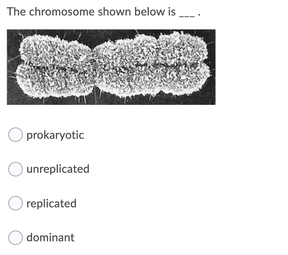 The chromosome shown below is
O prokaryotic
unreplicated
O replicated
dominant
