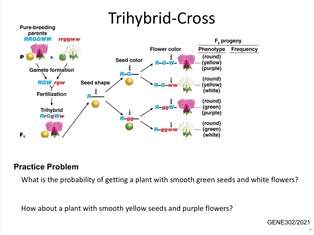 Trihybrid-Cross
Pure-breeding
parents
RRGGWW
rrggww
F, progeny
Phenotype Frequency
(round)
(yellow).
(purple)
Flower color
Seed color
R-G-W-
Gamete formation
R-G-
(round)
•(yellow).
(white)
RGW rgw
Seed shape
R-G-ww
...
Fertilization
R-
(round)
·(green)
(purple)
R-ggW-
.....
Trihybrid
RrGgWw
R-gg-
(round)
(green)
(white)
R-ggww
F,
Practice Problem
What is the probability of getting a plant with smooth green seeds and white flowers?
How about a plant with smooth yellow seeds and purple flowers?
GENE302/2021
