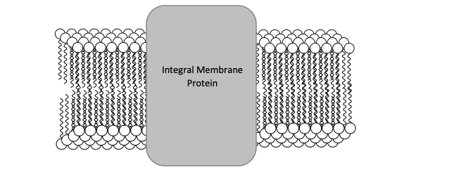 Integral Membrane
Protein
