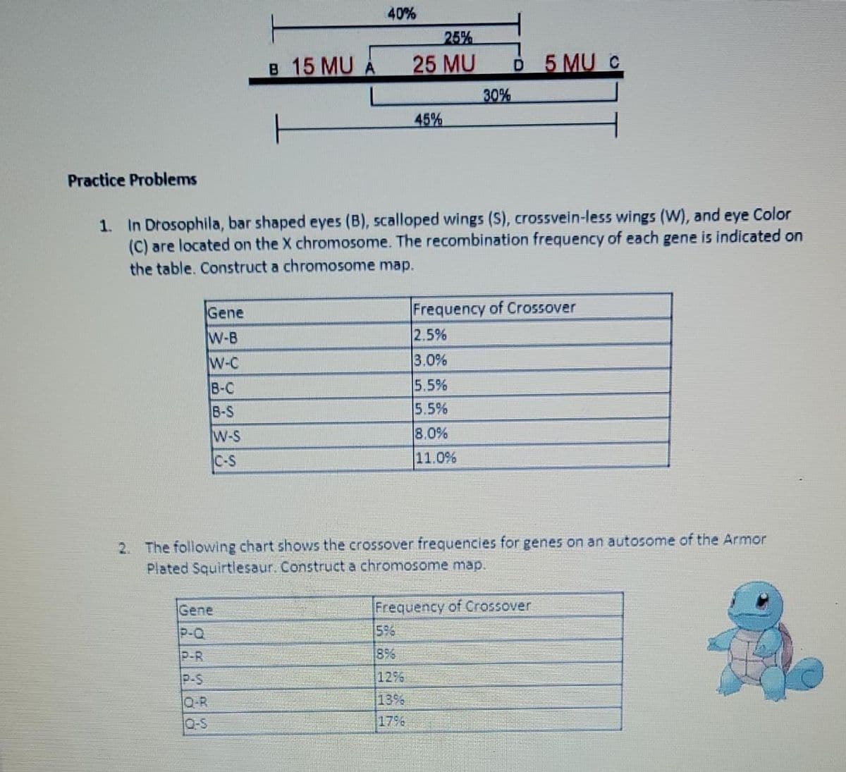 40%
25%
B 15 MU A
25 MU
5 MU C
D.
30%
45%
Practice Problems
1. In Drosophila, bar shaped eyes (B), scalloped wings (S), crossvein-less wings (W), and eye Color
(C) are located on the X chromosome. The recombination frequency of each gene is indicated on
the table. Construct a chromosome map.
Gene
Frequency of Crossover
W-B
2.5%
W-C
3,0%
B-C
5.5%
8-S
5.5%
W-S
8.0%
C-S
11.0%
2. The following chart showvs the crossover frequencies for genes on an autosome of the Armor
Plated Squirtlesaur. Constructa chromosome map.
Gene
Frequency of Crossover
P-Q
5%6
P-R
18%
P-S
12%
13%
Q-R
0-S
17%
