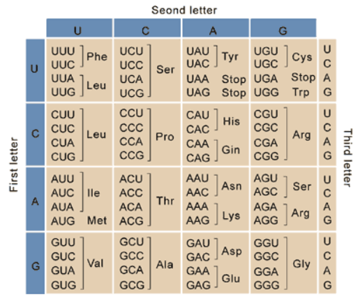 Seond letter
G
U
UGU Cys
UUU Phe
]cys
UCU
UAU
Тyr
U UUC
UUA
UAC
UGC
C
UCC
UCA
Ser
UAA Stop UGA Stop A
UAG Stop UGG Trp G
Leu
UCG J
CCU
UUG
CAU
CGU
CGC
CUU
U
His
CUC
CAC
Leu
Pro
Arg
CUA
ССА
СА
CGA
Gin
CUG
CCG
CAG
CGG
AAU Asn
AGU
AUU
ACU
Ser
AUC lle
A
AUA
ACC
AAC
AGC
Thr
ACA
AAA
AGA
A
AAG Lys AGG Arg
G
AUG Met ACG
GCU
GAU AsP
GUU
GGU
GGC
GUC
GCC
GAC
Val
Ala
GAA Glu
Gly
GUA
GCA
A
GGA
GGG
GUG
GCG
GAG
G
Third letter
First letter
