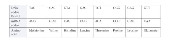 DNA
codon
(5-3)
mRNA
codon
Amino
acid
TAC
CAG
GTA
GAC
AUG
GUC CAU
CUG
Methionine Valine Histidine Leucine
TGT
GGG
GAG
GTT
ACA
CCC CUC
CAA
Threonine Proline Leucine Glutamate