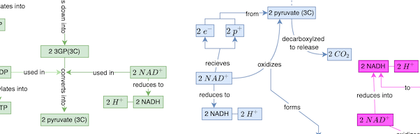 ates into
DP
lates into
Y
TP
used in
s down into
2 3GP(3C)
converts into
2 pyruvate (3C)
used in
2 H+
2 NAD+
reduces to
2 NADH
2 e
recieves
2 NAD+
reduces to
2 NADH
el
from 2 pyruvate (3C)
oxidizes
2 H+
decarboxylzed
to release
forms
2 CO₂
2 NADH
reduces into
2 NAD
2 H
to