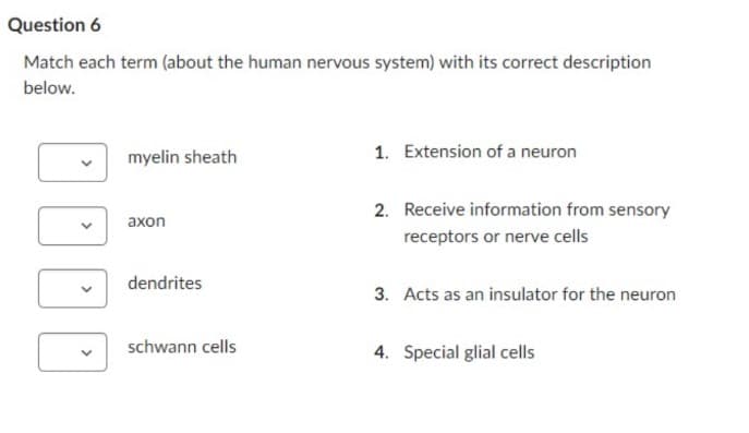 Question 6
Match each term (about the human nervous system) with its correct description
below.
myelin sheath
1. Extension of a neuron
axon
2. Receive information from sensory
receptors or nerve cells
dendrites
3. Acts as an insulator for the neuron
schwann cells
4. Special glial cells
DDD