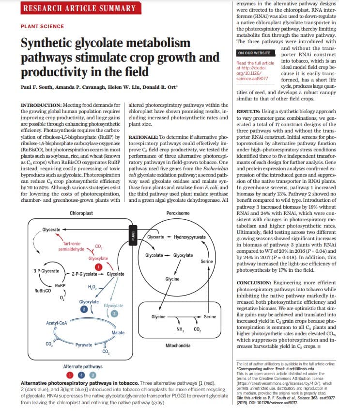 RESEARCH ARTICLE SUMMARY
PLANT SCIENCE
Synthetic glycolate metabolism
pathways stimulate crop growth and
productivity in the field
Paul F. South, Amanda P. Cavanagh, Helen W. Liu, Donald R. Ort*
altered photorespiratory pathways within the
chloroplast have shown promising results, in-
cluding increased photosynthetic rates and
plant size.
INTRODUCTION: Meeting food demands for
the growing global human population requires
improving crop productivity, and large gains
are possible through enhancing photosynthetic
efficiency. Photosynthesis requires the carbox-
ylation of ribulose-1,5-bisphosphate (RuBP) by
ribulose-1,5-bisphosphate carboxylase-oxygenase
(RuBisCO), but photorespiration occurs in most
plants such as soybean, rice, and wheat (known
as C, crops) when RuBisCO oxygenates RuBP
instead, requiring costly processing of toxic
byproducts such as glycolate. Photorespiration
can reduce C, crop photosynthetic efficiency
by 20 to 50%. Although various strategies exist
for lowering the costs of photorespiration,
chamber- and greenhouse-grown plants with
RATIONALE: To determine if alternative pho-
torespiratory pathways could effectively im-
prove Cs field crop productivity, we tested the
performance of three alternative photorespi-
ratory pathways in field-grown tobacco. One
pathway used five genes from the Escherichia
coli glycolate oxidation pathway; a second path-
way used glycolate oxidase and malate syn-
thase from plants and catalase from E. coli; and
the third pathway used plant malate synthase
and a green algal glycolate dehydrogenase. All
Chloroplast
Peroxisome
Glycerate
Glycerate Hydroxypyruvate
Glycolate Glyoxylate
Glycine
Tartronic-
semialdehyde
CO₂
Glyoxylate
2-P-Glycolate Glycolate
H₂0₂
Glyoxylate
Glyoxylate
NH,
Malate
Pyruvate
Mitochondria
Alternate pathways
Alternative photorespiratory pathways in tobacco. Three alternative pathways [1 (red).
2 (dark blue), and 3(light blue)] introduced into tobacco chloroplasts for more efficient recycling
of glycolate. RNAi suppresses the native glycolate/glycerate transporter PLGG1 to prevent glycolate
from leaving the chloroplast and entering the native pathway (gray).
3-P-Glycerate
RuBisCO
RuBP
10014
Acetyl-CoA
Glycine
Serine
CO₂
Serine
enzymes in the alternative pathway designs
were directed to the chloroplast. RNA inter-
ference (RNAI) was also used to down-regulate
a native chloroplast glycolate transporter in
the photorespiratory pathway, thereby limiting
metabolite flux through the native pathway.
The three pathways were introduced with
and without the trans-
porter RNAi construct
into tobacco, which is an
ideal model field crop be-
cause it is easily trans-
formed, has a short life
ON OUR WEBSITE
Read the full article
at http://dx.doi.
org/10.1126/
science.aat9077
cycle, produces large quan-
tities of seed, and develops a robust canopy
similar to that of other field crops.
RESULTS: Using a synthetic biology approach
to vary promoter gene combinations, we gen-
erated a total of 17 construct designs of the
three pathways with and without the trans-
porter RNAi construct. Initial screens for pho-
toprotection by alternative pathway function
under high-photorespiratory stress conditions
identified three to five independent transfor-
mants of each design for further analysis. Gene
and protein expression analyses confirmed ex-
pression of the introduced genes and suppres-
sion of the native transporter in RNAi plants.
In greenhouse screens, pathway 1 increased
biomass by nearly 13%. Pathway 2 showed no
benefit compared to wild type. Introduction of
pathway 3 increased biomass by 18% without
RNAi and 24% with RNAi, which were con-
sistent with changes in photorespiratory me-
tabolism and higher photosynthetic rates.
Ultimately, field testing across two different
growing seasons showed significant increases
in biomass of pathway 3 plants with RNAi
compared to WT of 20 % in 2016 ( P = 0.04) and
by 24% in 2017 (P = 0.018). In addition, this
pathway increased the light-use efficiency of
photosynthesis by 17% in the field.
CONCLUSION: Engineering more efficient
photorespiratory pathways into tobacco while
inhibiting the native pathway markedly in-
creased both photosynthetic efficiency and
vegetative biomass. We are optimistic that sim-
ilar gains may be achieved and translated into
increased yield in C, grain crops because pho-
torespiration is common to all C, plants and
higher photosynthetic rates under elevated CO₂,
which suppresses photorespiration and in-
creases harvestable yield in C, crops.
The list of author affiliations is available in the full article online.
*Corresponding author. Email: d-ort@illinois.edu
This is an open-access article distributed under the
terms of the Creative Commons Attribution license
(https://creativecommons.org/licenses/by/4.0/), which
permits unrestricted use, distribution, and reproduction in
any medium, provided the original work is properly cited.
Cite this article as P. F. South et al, Science 363, east9077
(2019). DOI: 10.1126/science.ast9077