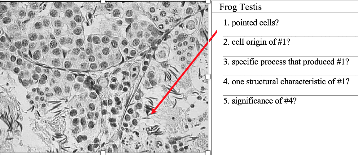 Frog Testis
1. pointed cells?
2. cell origin of #1?
3. specific process that produced #1?
4. one structural characteristic of #1?
5. significance of #4?
