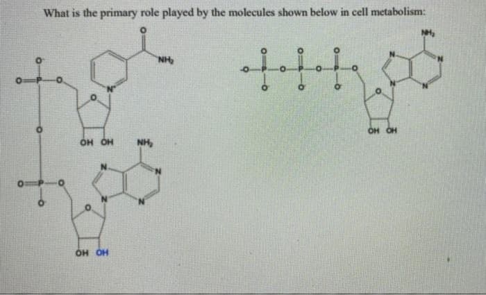What is the primary role played by the molecules shown below in cell metabolism:
NH
OH OH
он он
NH,
OH OH
