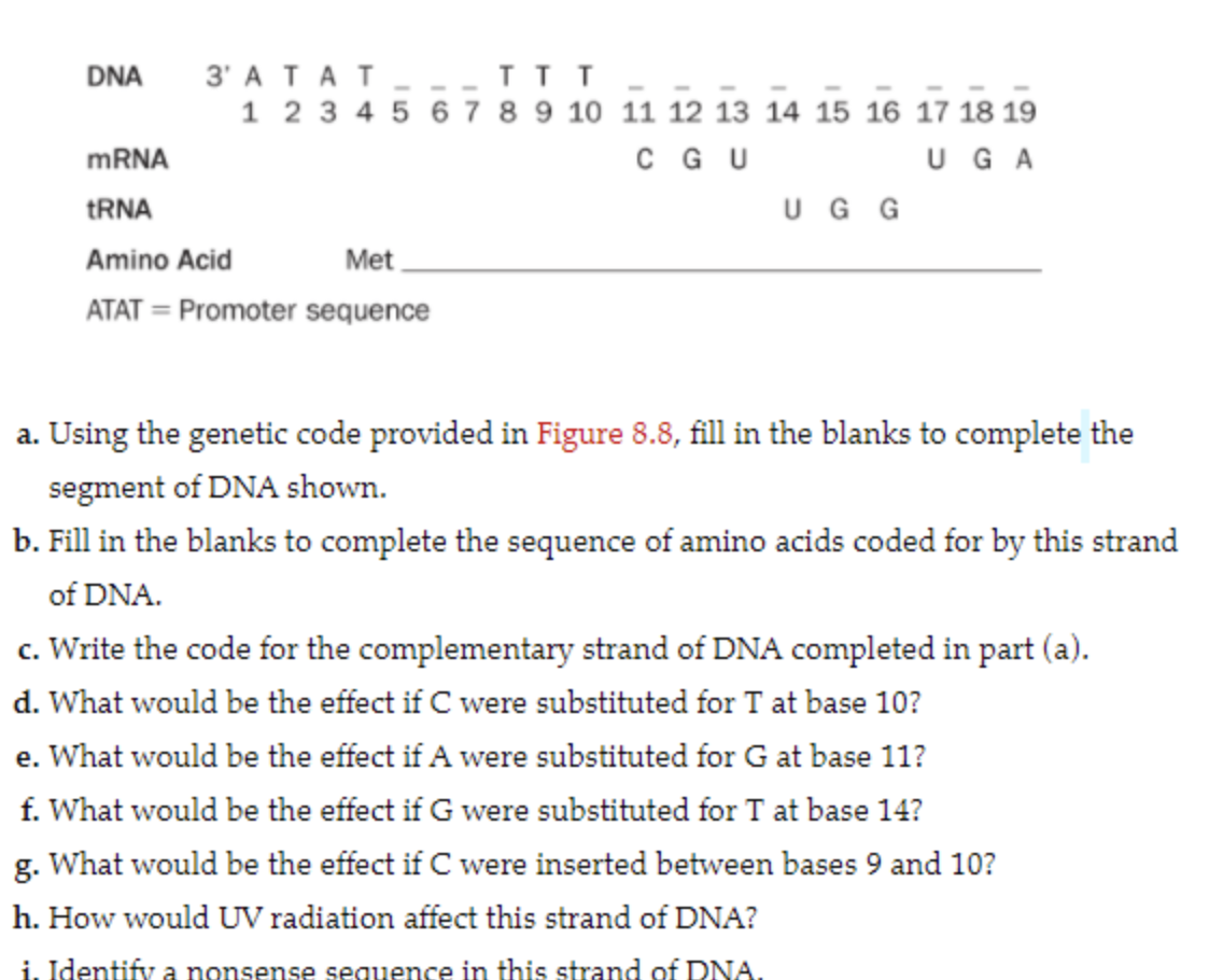 3' ATAT --IIL
1 2 3 4 5 6 7 8 9 10 11 12 13 14 15 16 17 18 19
DNA
MRNA
C GU
UGA
TRNA
U G G
Amino Acid
Met
ATAT = Promoter sequence
a. Using the genetic code provided in Figure 8.8, fill in the blanks to complete the
segment of DNA shown.
b. Fill in the blanks to complete the sequence of amino acids coded for by this strand
of DNA.
c. Write the code for the complementary strand of DNA completed in part (a).
d. What would be the effect if C were substituted for T at base 10?
e. What would be the effect if A were substituted for G at base 11?
f. What would be the effect if G were substituted for T at base 14?
g. What would be the effect if C were inserted between bases 9 and 10?
h. How would UV radiation affect this strand of DNA?
i. Identify a nonsense sequence in this strand of DNA.
