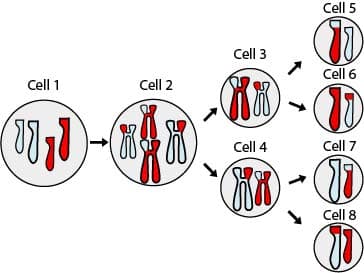 Cell 1
(11) (88
Cell 2
Cell 3
KR
Cell 4
(Kr
Cell 5
11
Cell 6
1
Cell 7
(11)
Cell 8
W