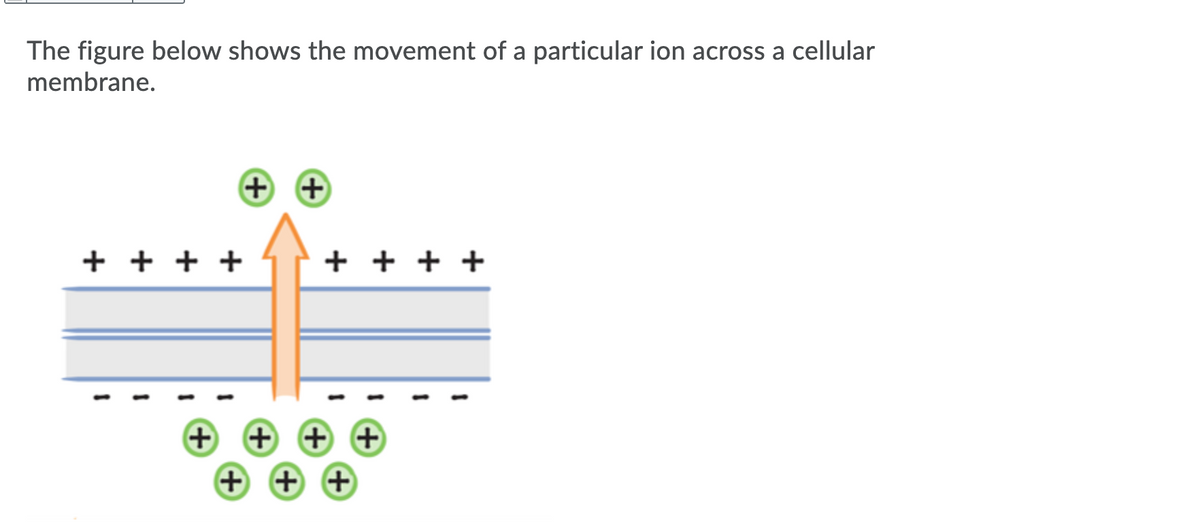 The figure below shows the movement of a particular ion across a cellular
membrane.
+ +
+ + + +
+ + + +
+
+ + +
+ + +

