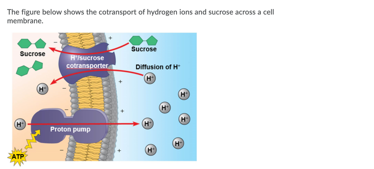 The figure below shows the cotransport of hydrogen ions and sucrose across a cell
membrane.
Sucrose
Sucrose
H*/sucrose
cotransporter
Diffusion of H*
H
(H+)
H
H)
(H+)
H
Proton pump
H
H+
ATP
