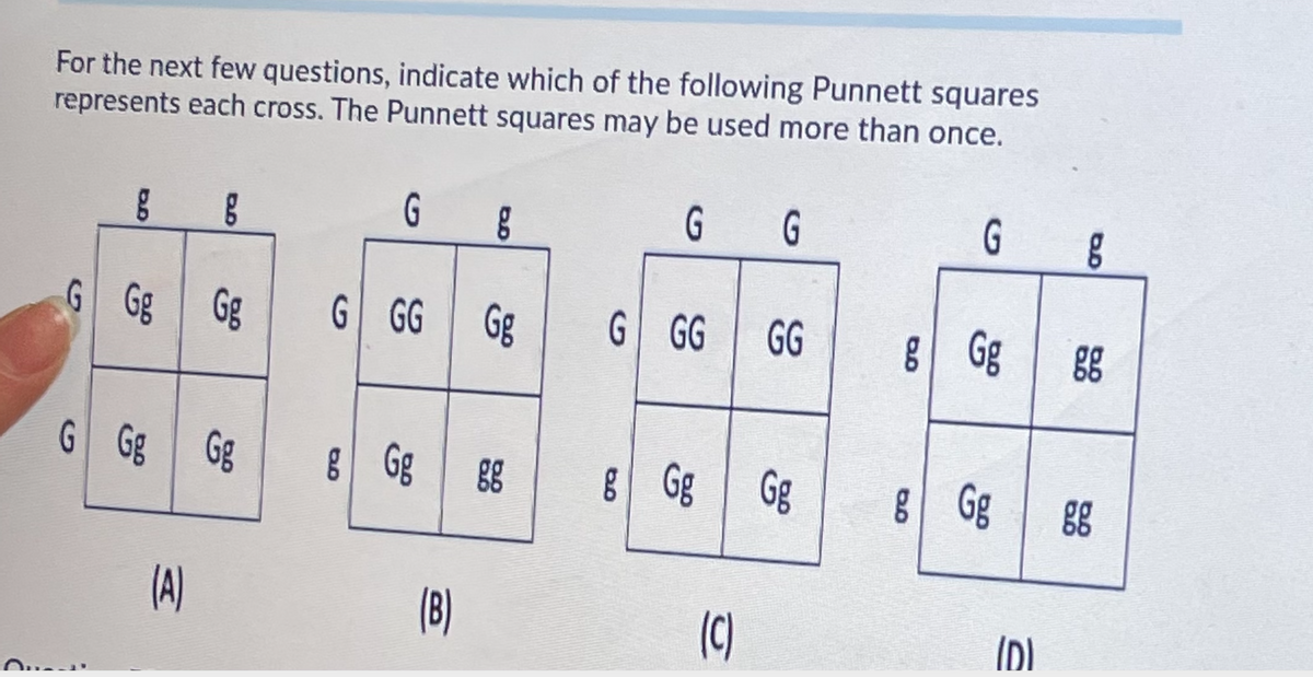 For the next few questions, indicate which of the following Punnett squares
represents each cross. The Punnett squares may be used more than once.
G
G
G
G
G Gg Gg
G GG Gg
G GG
GG
8 Gg
88
G Gg Gg
8 Gg 88
8Gg Gg
8Gg
(A)
(B)
(C)
