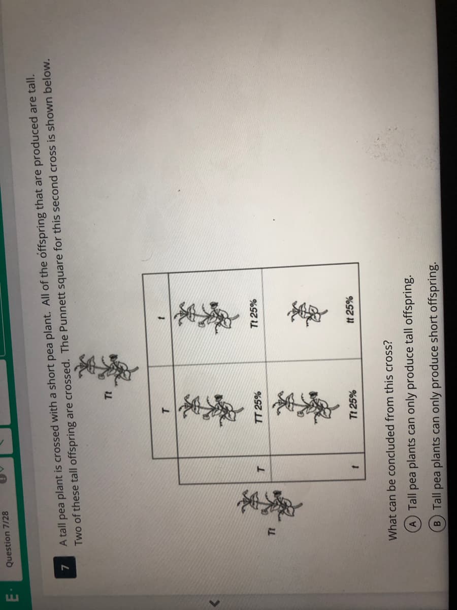 Question 7/28
A tall pea plant is crossed with a short pea plant. All of the offspring that are produced are tall.
Two of these tall offspring are crossed. The Punnett square for this second cross is shown below.
TT 25%
Tt 25%
Tt 25%
tt 25%
What can be concluded from this cross?
Tall pea plants can only produce tall offspring.
B Tall pea plants can only produce short offspring.
