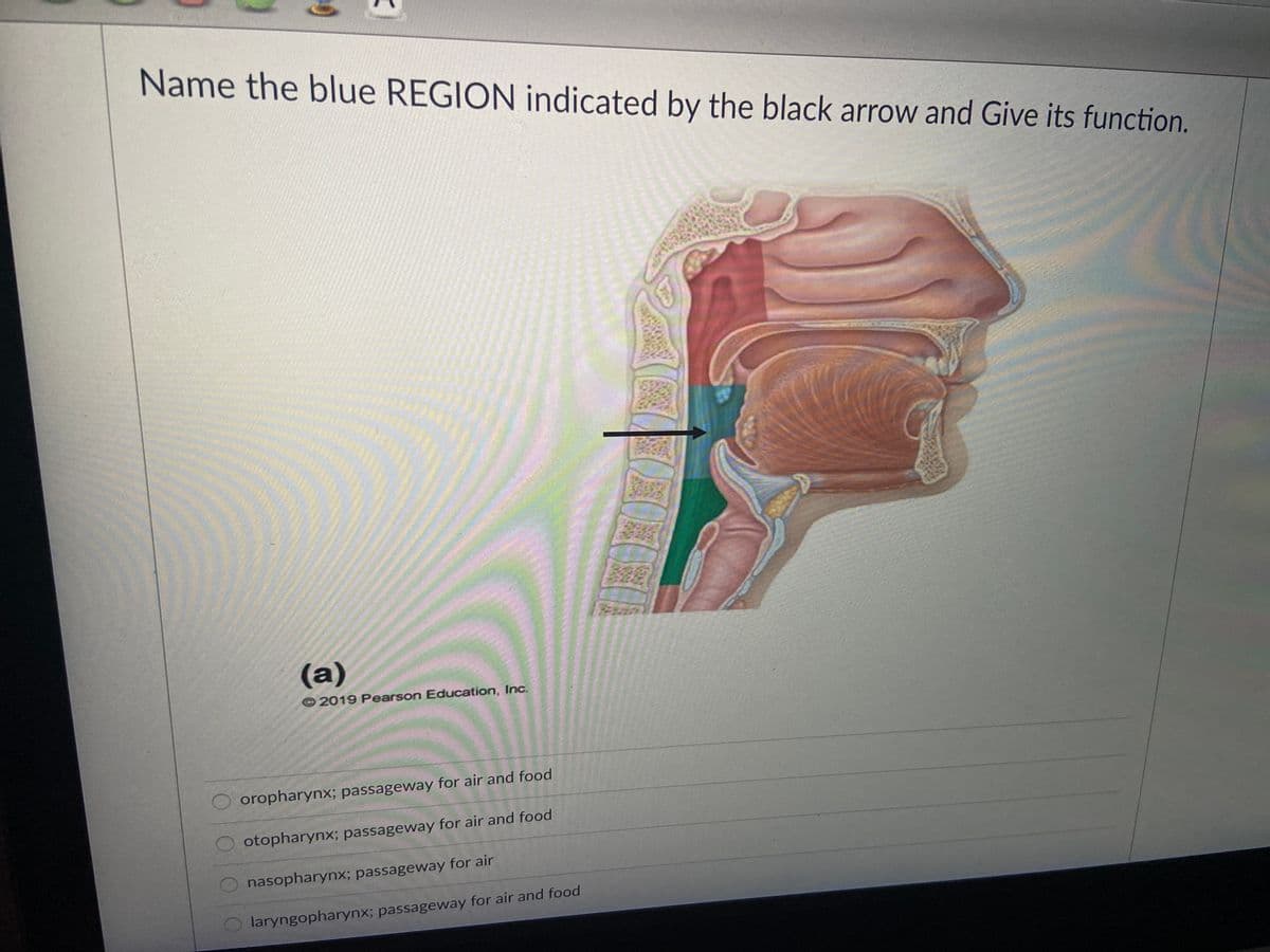 Name the blue REGION indicated by the black arrow and Give its function.
(a)
2019 Pearson Education, Inc.
oropharynx; passageway for air and food
otopharynx; passageway for air and food
nasopharynx; passageway for air
Olaryngopharynx; passageway for air and food