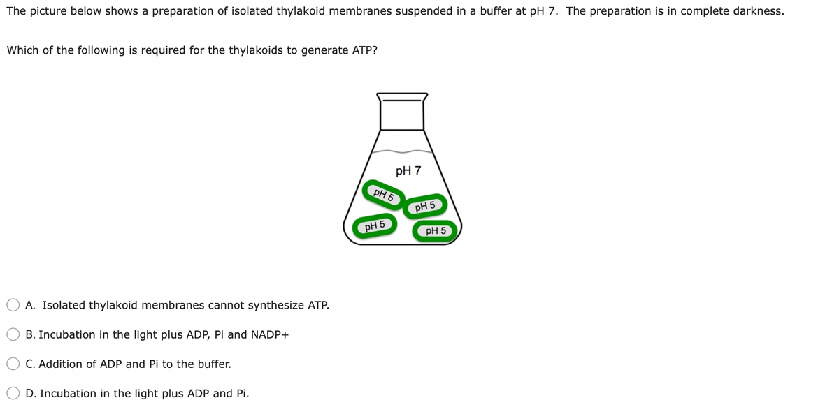 The picture below shows a preparation of isolated thylakoid membranes suspended in a buffer at pH 7. The preparation is in complete darkness.
Which of the following is required for the thylakoids to generate ATP?
pH 7
pH 5
pH 5
pH 5
pH 5
A. Isolated thylakoid membranes cannot synthesize ATP.
B. Incubation in the light plus ADP, Pi and NADP+
C. Addition of ADP and Pi to the buffer.
D. Incubation in the light plus ADP and Pi.
