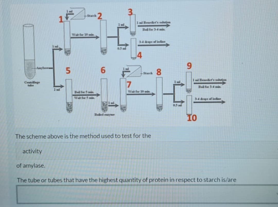 3.
Stwh 2
1 Beoodie' vlrjen
Bell for 34mn
Wak for 10 min
34 depsf inin
05
14
9.
Aota
Starch8
1 Beneiers salutien
Crilinge
7
Bel fe 34 mn.
2
Bel fw 5 in
W for 10 min
Walt For 5 mi
34 ps of inlie
Beded ey
10
The scheme above is the method used to test for the
activity
of amylase.
The tube or tubes that have the highest quantity of protein in respect to starch is/are
