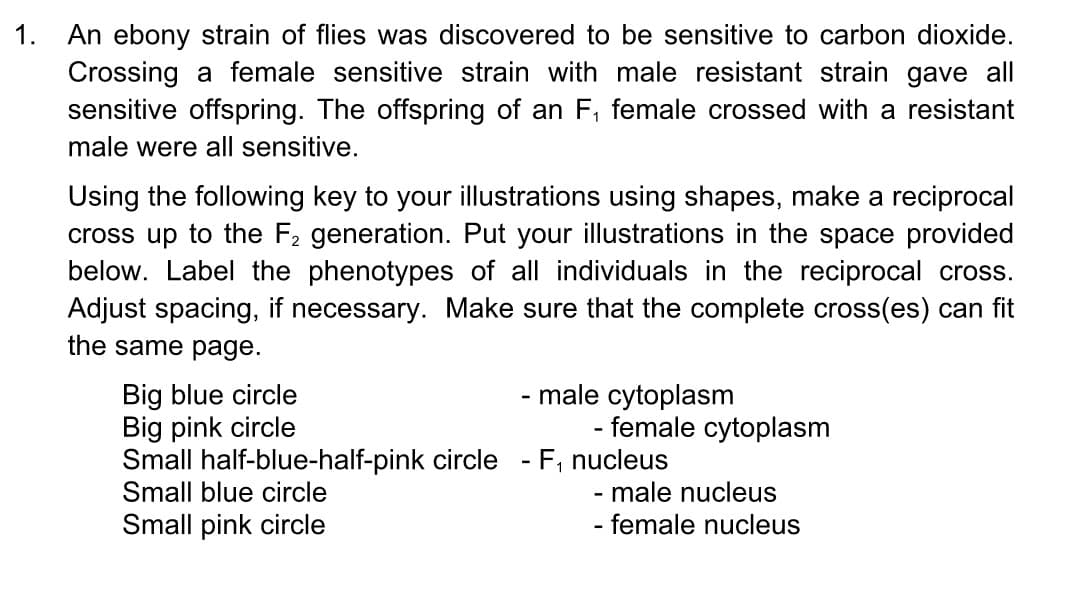 1.
An ebony strain of flies was discovered to be sensitive to carbon dioxide.
Crossing a female sensitive strain with male resistant strain gave all
sensitive offspring. The offspring of an F, female crossed with a resistant
male were all sensitive.
Using the following key to your illustrations using shapes, make a reciprocal
cross up to the F2 generation. Put your illustrations in the space provided
below. Label the phenotypes of all individuals in the reciprocal cross.
Adjust spacing, if necessary. Make sure that the complete cross(es) can fit
the same page.
Big blue circle
Big pink circle
Small half-blue-half-pink circle - F, nucleus
Small blue circle
- male cytoplasm
- female cytoplasm
- male nucleus
- female nucleus
Small pink circle
