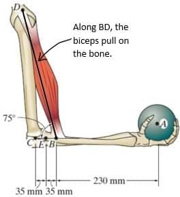 Along BD, the
biceps pull on
the bone.
75°
CEB
230 mm-
35 mm 35 mm
