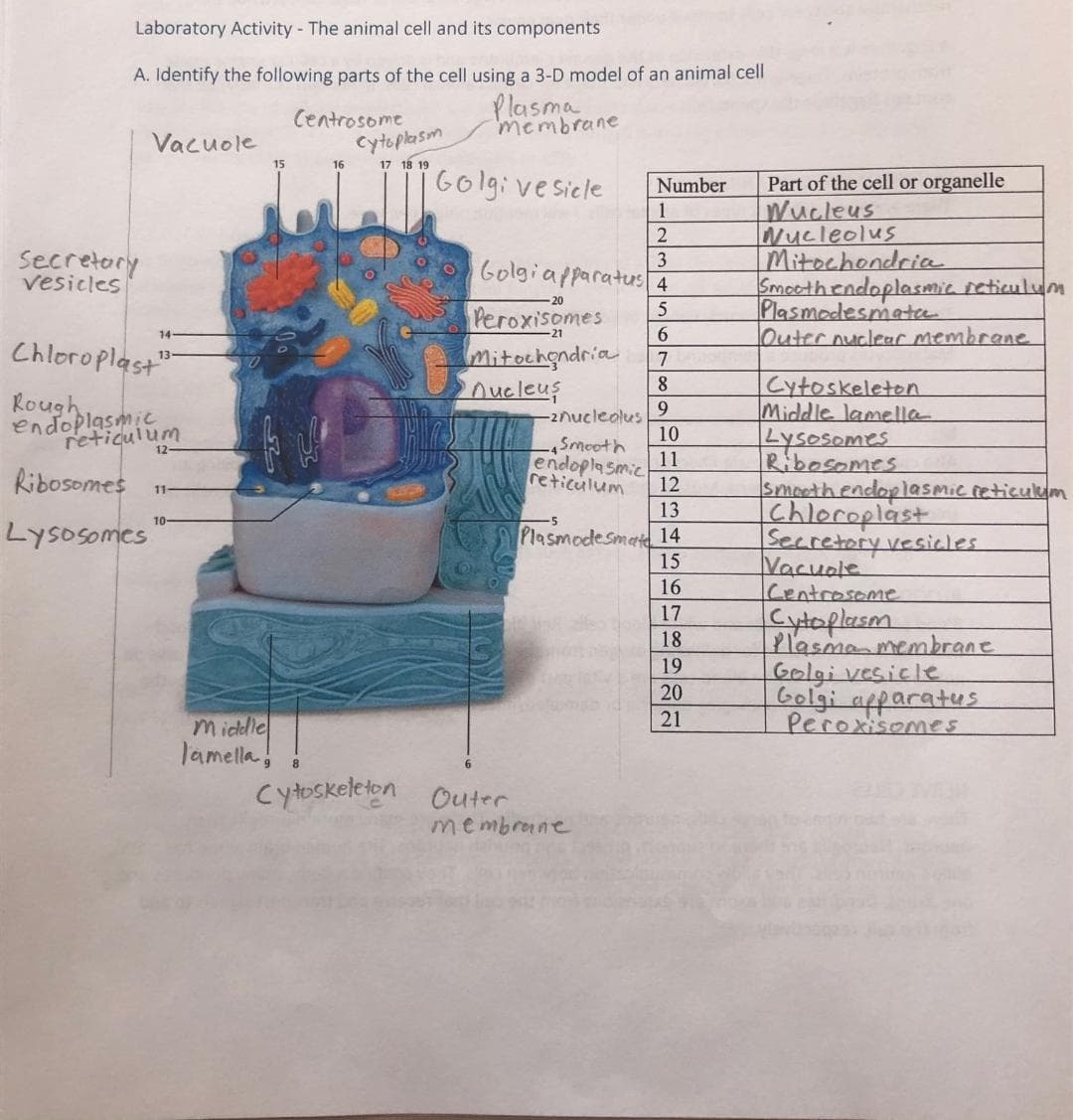 Laboratory Activity - The animal cell and its components
A. Identify the following parts of the cell using a 3-D model of an animal cell
Plasma
Centrosome
membrane
Vacuole
Cytoplasm
15
16
17 18 19
160lg:vesicle
Part of the cell or organelle
Wucleus
Nucleolus
Mitochondria
Smoothendoplasmic reticulum
Plasmodesmatee
Outernuclear membrane
Number
1
2
Secretory
vesicles
3
Golgiapparatus4
20
Peroxisomes
Mitochgndria
nucleus
14
6.
Chloroplast"
7
8
Cytoskeleton
Middle lamella
Lysosomes
Ribosomes
smoothendoplasmic reticulum
Chleroplast
Secretory vesieles
Vacuole
Centrosome
Cytoplasm
Plasman membrane
Golgi vesicle
Golgi apparatus
Peroxisomes
Rough
endoplasmic
reticulum
9.
-2nucleolus
10
Ribosomes
Smooth
11
endoplasmic
reticulum
12
11-
13
Lysosomes
10-
Plasmodesmat 14
15
16
17
18
19
20
21
Middle
lamella,
cytosketeton Outer
8.
membrane
