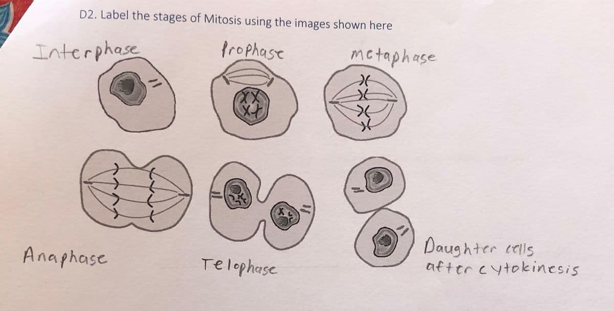 D2. Label the stages of Mitosis using the images shown here
Interphase
Prophase
mctaphase
Daughter cells
after cytokinesis
Anaphase
Telophase
