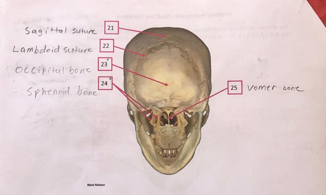 21
dmeo
Sagittal suture
22
Lambdoid suture
23
Occipital bone
24
25
vomer bone
Sphenoid bone"
Mark Nielsen

