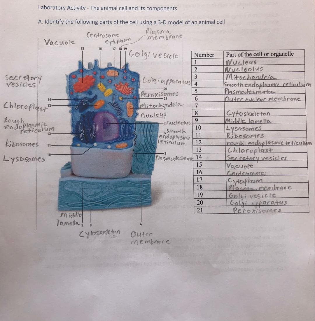 Laboratory Activity - The animal cell and its components
A. Identify the following parts of the cell using a 3-D model of an animal celI
Plasma
membrane
Centrosome
Cytoplasm
17 18 19
Vacuole
15
16
Golgi ve sicle
Part of the cell or organelle
Wucleus
Nucleolus
Mitochondria
Smoothendoplasmic reticulum
Plasmodesmata
Outer nuclear membrane
Number
1
2.
Secretory
vesicles
3
Golgiapparatus 4
-20
Peroxisomes
Mitochendria
nueleus
14
Chloroplast"
7
Cytoskeleton
Middle lamelle
Lysosomes
8.
Rough
9.
endoplasmic
reticulum
-2nucleolus
10
Smooth
endoplasmic
11
Ribosomes
reticulum
rough endoplasmic reticulum
Chleroplast
Secretory vesicles
Vacuole
Centrosomer
Cytoplesm
Plasme membrane
Golgi vesicle
Golgi apparatus
Peroxisomes
12
11
13
10-
Lysosomes
Plasmodesmatd 14
15
16
17
18
19
20
21
Middle
lamella,
cytoskeleton
Outer
membrane
