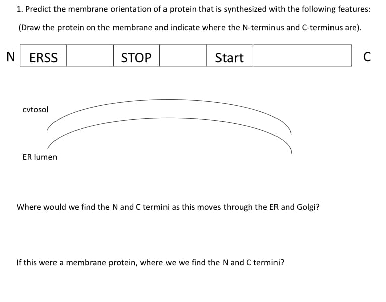 1. Predict the membrane orientation of a protein that is synthesized with the following features:
(Draw the protein on the membrane and indicate where the N-terminus and C-terminus are).
ERSS
STOP
Start
C
cvtosol
ER lumen
Where would we find the N and C termini as this moves through the ER and Golgi?
If this were a membrane protein, where we we find the N and C termini?
