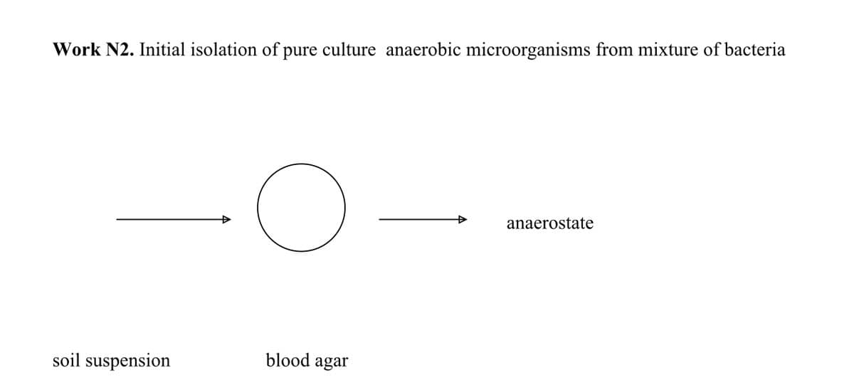 Work N2. Initial isolation of pure culture anaerobic microorganisms from mixture of bacteria
soil suspension
o
blood agar
anaerostate