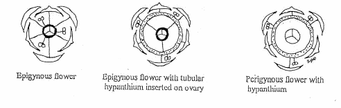 Epigynous flower
Epigynous flower with tubular
hypunthium inserted on ovary
Perigynous lower with
hypanthium
